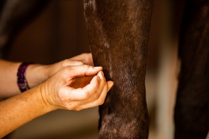 Vetemotion Tierfachärztin Sabine Brasche Akupunktur